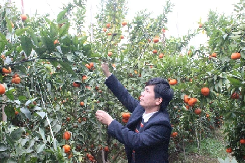 A farmer takes care of his tangerine orchard in Bac Giang (Photo: VNA)